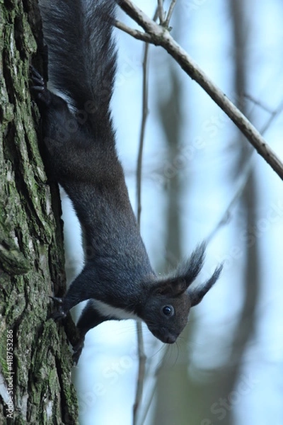 Fototapeta Black squirrel Sciurus vulgaris sit on the tree