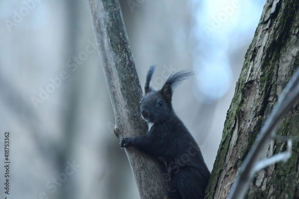 Obraz Black squirrel Sciurus vulgaris sit on the tree