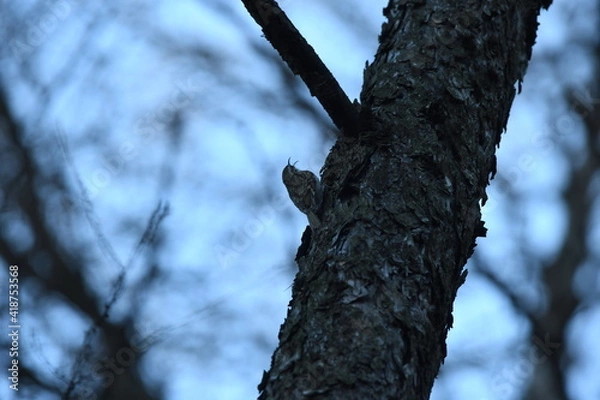 Obraz small bird singing common treecreeper (Certhia familiaris) on the tree