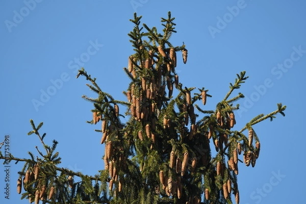 Fototapeta Plenty cones on the top of the tree european spruce (Picea abies)