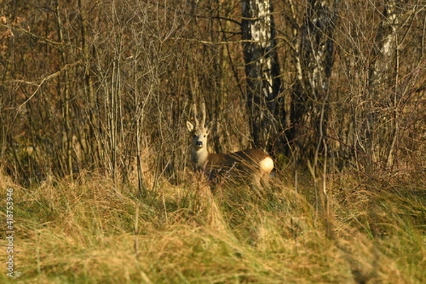 Obraz Male Roe deer (Capreolus capreolus) on the meadow with huge antlers