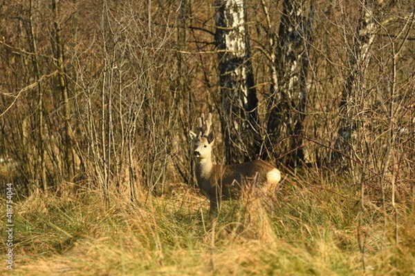 Obraz Male Roe deer (Capreolus capreolus) on the meadow with huge antlers