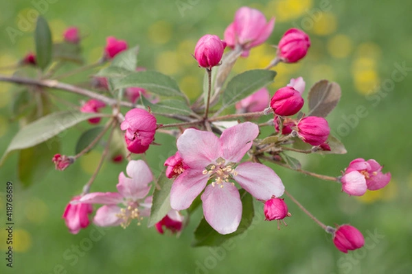 Obraz Blooming apple tree branch. Delicate pink flower framed by hot pink buds. A blurred green meadow with yellow spots of dandelions as background. Selective focus