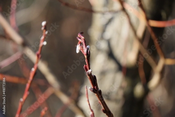 Obraz weidenkätzchenzweig