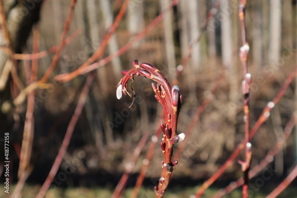 Obraz weidenkätzchenast gebogen