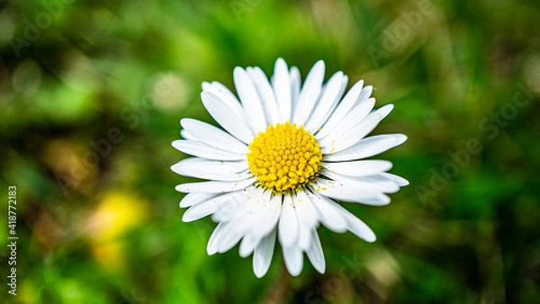 Obraz flor de manzanilla