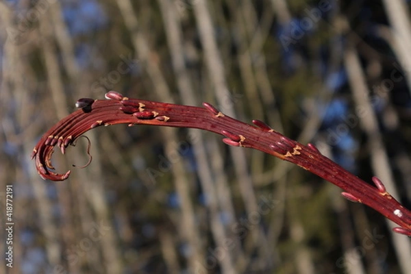 Obraz weidenkätzchenast