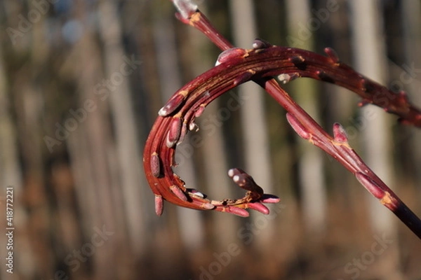Obraz gekringelter Weidenkätzchenast