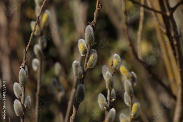 Obraz Weidenkätzchen 
