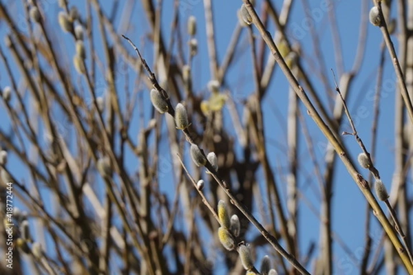 Fototapeta Busch mit Palmkätzchen
