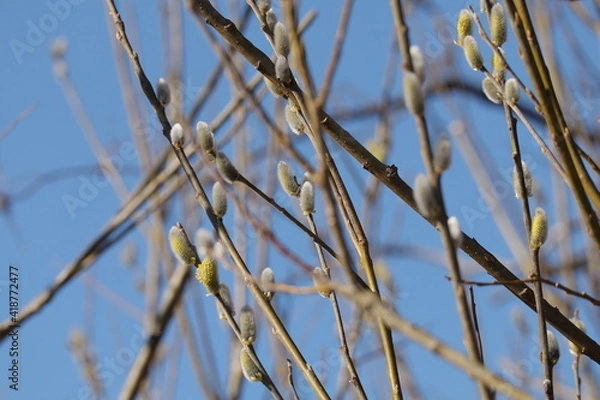 Obraz Äste mit Palmkätzchen