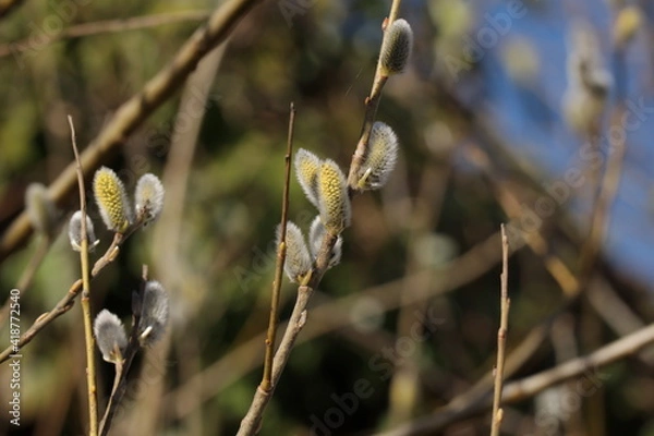 Obraz Palmkätzchen am Ast