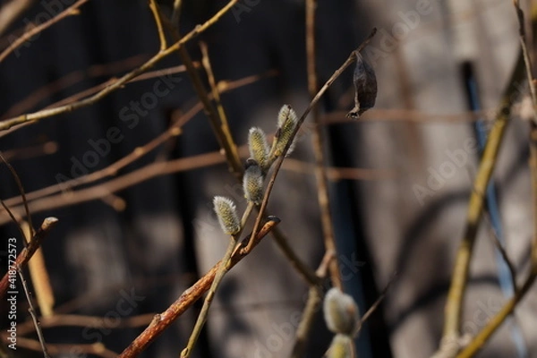 Obraz Weidenast mit Palmkätzchen