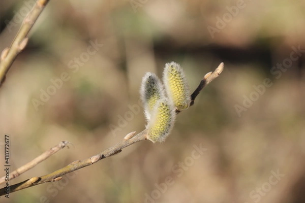 Obraz Palmkätzchenast