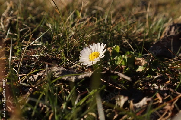Obraz Gänseblümchen im Gras