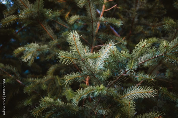 Obraz primer plano de hojas de pino en una rama con el árbol de fondo
