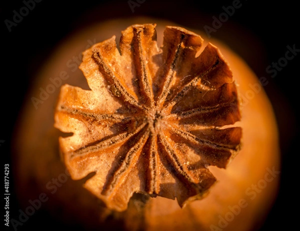 Obraz Poppy head in warm sunlight. Top view. Dry poppy pod. Narcotic potion