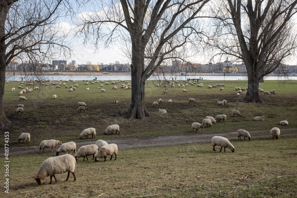 Obraz Group of Sheep grazing on natural meadow under shade of big trees on riverside of Rhine River and background of cityscape in Düsseldorf, Germany.