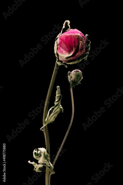 Obraz Dried peony. Isolated on a black background dry flower with crumpled parts of dry leaves and petals with a part of dry stem. Herbarium of ordinary flowers improperly dried.