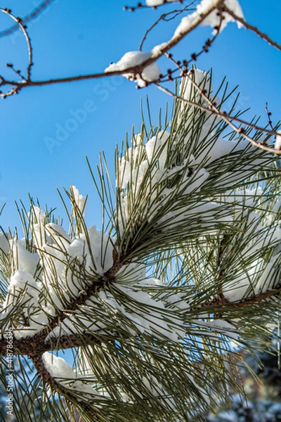 Obraz The branches of a coniferous plant are covered with snow
