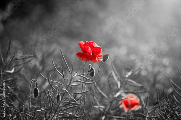 Obraz Beautiful red corn poppy flowers on black and white background. Remembrance day concept