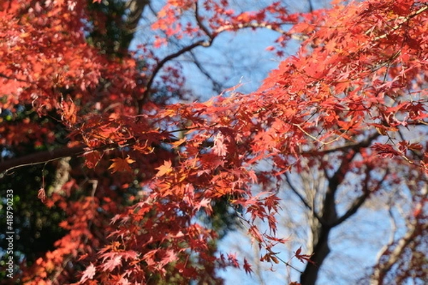Obraz 公園の紅葉