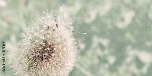 Fototapeta Dandelion flower with flying seeds on summer meadow