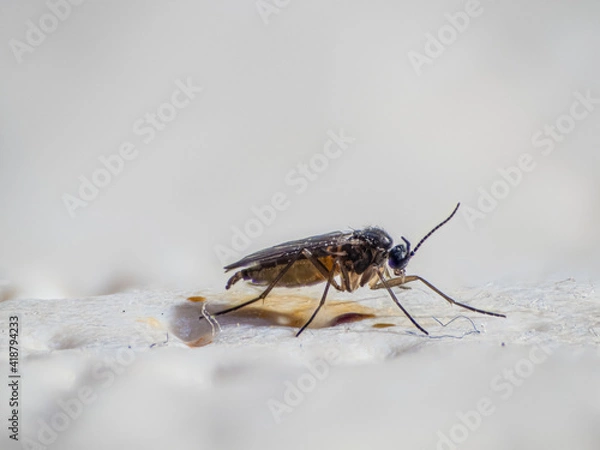 Obraz Trauermücke 1