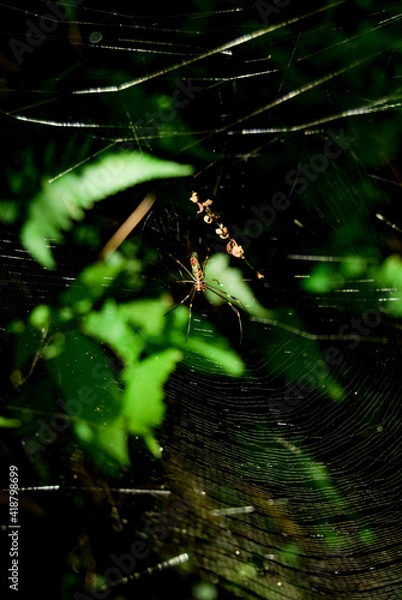 Obraz spider in the web