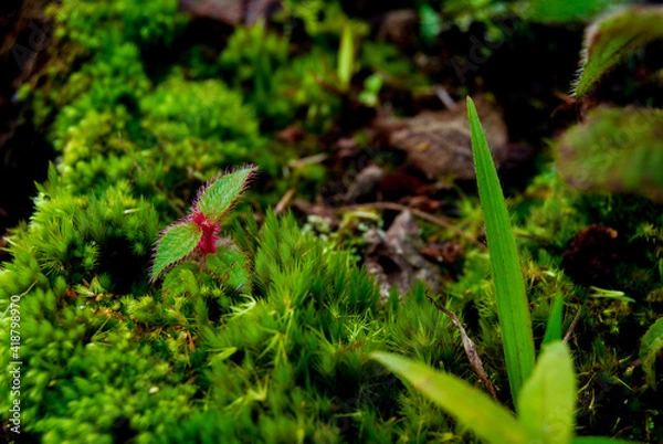 Obraz moss on the three