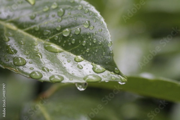 Obraz gouttes de pluie