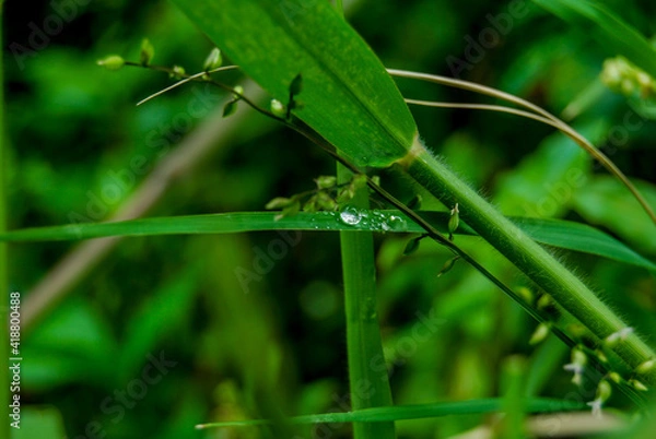 Obraz grass with dew drops