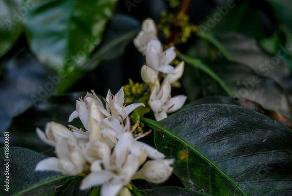 Obraz white flower in the forest