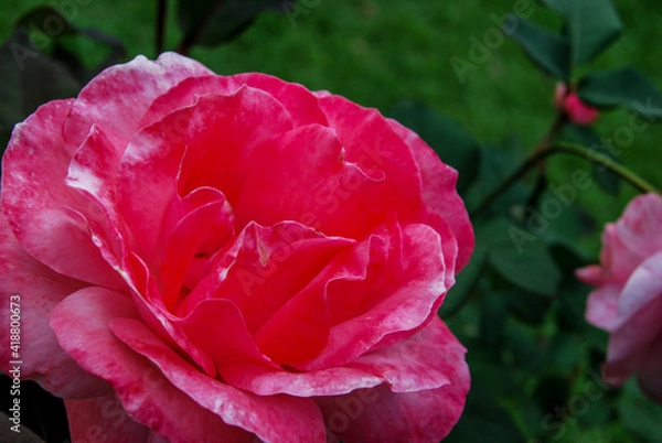 Obraz pink rose in garden