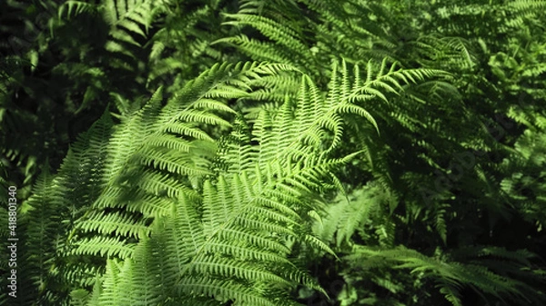 Fototapeta Ferns (Latin: Polypodiales). View of sunlit the ostrich-fern (Latin: Matteuccia struthiopteris) ornamental plant leaves. Those grow in dense groups in broad-leaved forests and shrubs in moist soils.