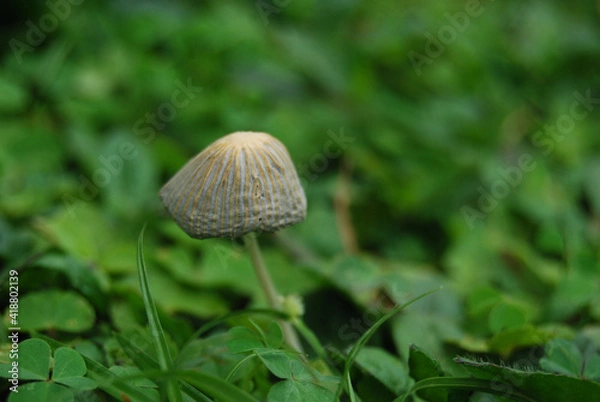 Obraz mushrooms