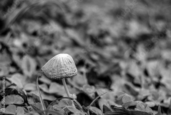 Obraz mushroom on the ground