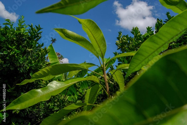 Obraz green leaves and blue sky