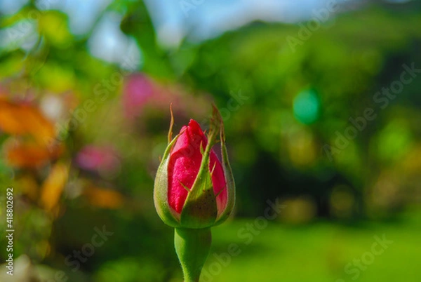 Obraz rose on the garden