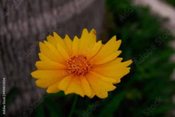 Obraz yellow flower