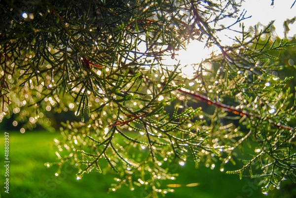 Obraz ligth over the trees