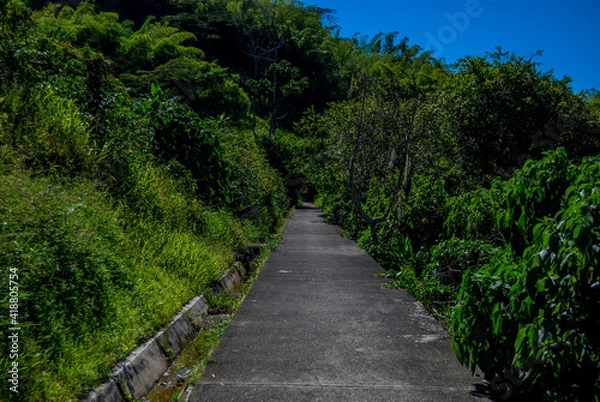 Obraz path in the forest