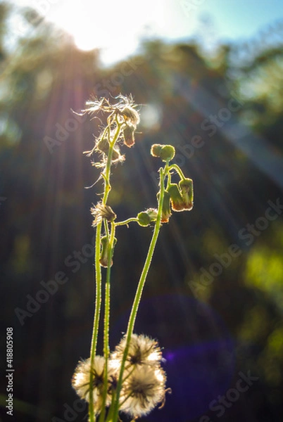Obraz flower in the sun
