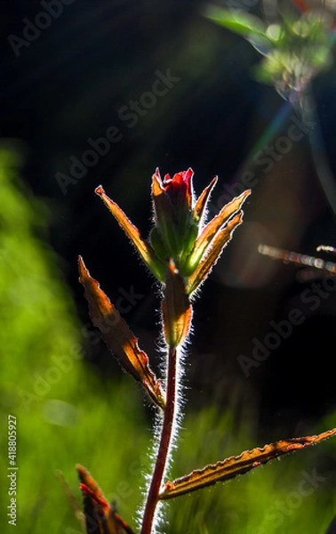 Obraz flower and sunshine
