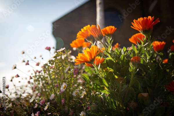 Obraz daisy and sunshine