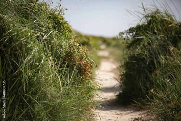 Obraz little path in grass