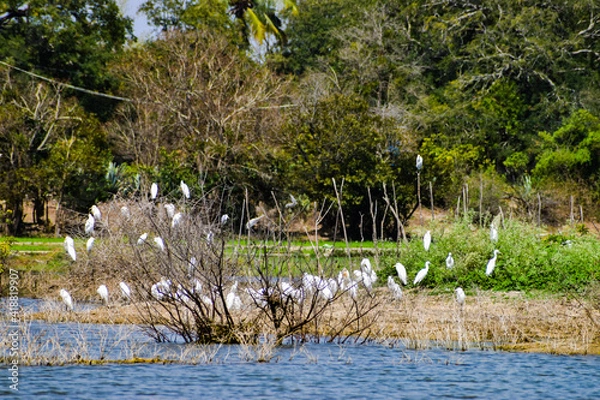 Obraz ducks in the lake