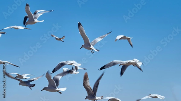 Obraz Seagulls flying freely