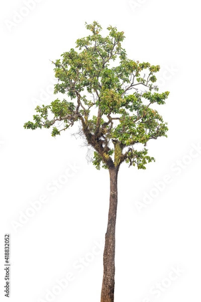 Fototapeta tree isolated on white background