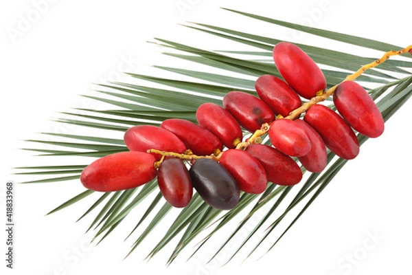 Fototapeta Sprig of red dates on the branch of a date palm isolated on white